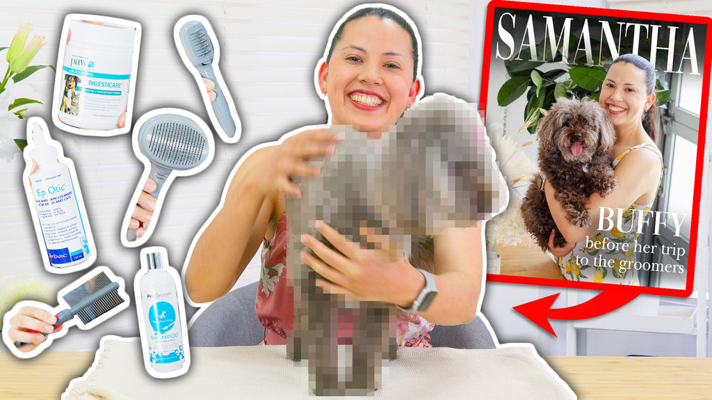 Toy Poodle Dog Grooming Essentials | Buffy's Transformation